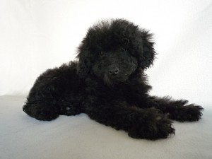 トイプードル　子犬販売　専門店