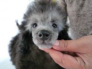 トイプードル　小ぶり　シルバー　ドワーフタイプ