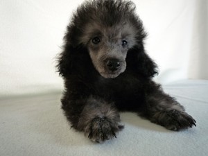 トイプードル　ブリーダー　出産情報