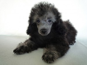 ペット通販　子犬　トイプードル　ドワーフタイプ