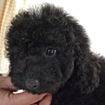 トイプードル　ブラック
