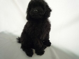 トイプードル　ブラック