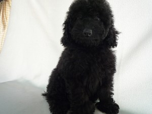 トイプードル　ブリーダー　子犬