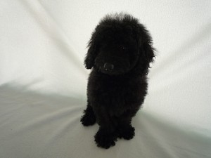 トイプードル　ペットショップ　AngelWan