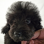 toypoodle0414_e トイプードル グレー