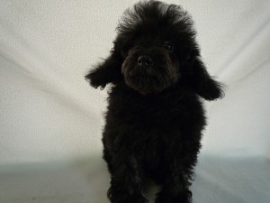 toypoodle0414_e2 トイプードル ブリーダー 子犬販売専門店