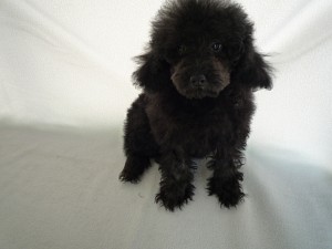 toypoodle0414_e3 トイプードル ペットショップ 神奈川県横浜市 子犬