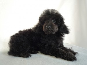 toypoodle0414_e4 トイプードル 購入 子犬