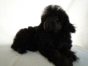 toypoodle0414_e5 トイプードル 子犬 飼い主募集
