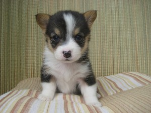 コーギー　ブラックタン＆ホワイト　女の子　ブリーダー　子犬販売　AngelWan