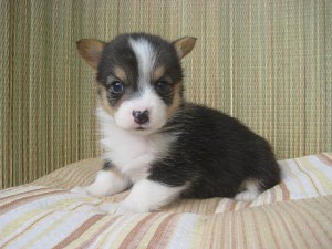 コーギー　ブラックヘッド　メス　ブリーダー　子犬販売専門店　AngelWan　横浜