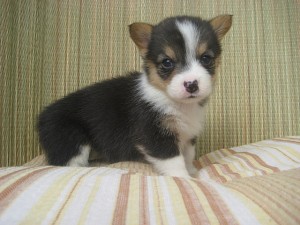 コーギー　人気　ブリーダー　仔犬　ペットショップ　横浜