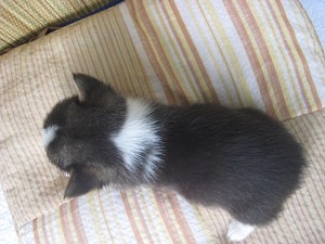 子犬販売　コーギー　ペット通販　ブリーダー　出産情報