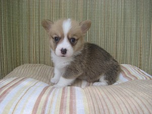 corgi0513_c1 ウェルシュコーギーペンブローク 仔犬 ブリーダー AngelWan