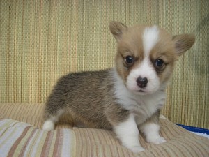 corgi0513_c2 コーギー 男の子 ブリーダー 子犬販売 専門 AngelWan