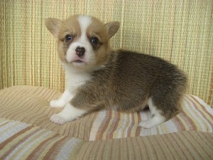 corgi0513_c3 コーギー ブリーダー 父犬 チャンピオン直子 仔犬販売専門店 AngelWan