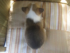 corgi0513_c4 子犬販売専門店 AngelWan コーギー ブリーダー フルカラー