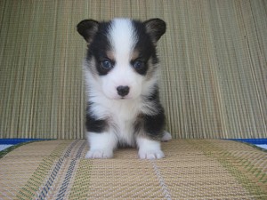 コーギー　ブラックヘッド　レアカラー　ブリーダー　子犬販売　AngelWan