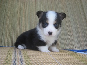 コーギー　ブリーダー　こいぬ　販売　購入　家族　お迎え　ペットショップ　通販