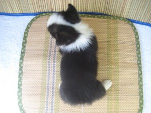 ウェルシュコーギーペンブローク　ブラックマスク　珍しい色　ブリーダー　仔犬販売