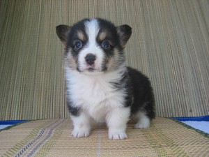 コーギー　レアカラー　良血統　四国　ブリーダー　こいぬ　神奈川県　ペット販売