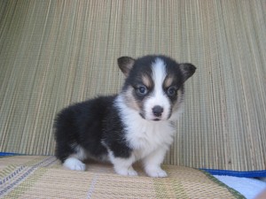 コーギー　ブレーズあり　ブログ　ペット通販　子犬　AngelWan　横浜　和泉町　立場駅