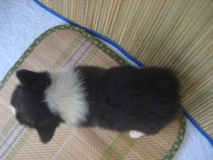 コーギー　フルカラー　首　襟巻き　ブレーズ　良血統　ブリーダー　子犬