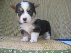 corgi0530_c2 コーギー 子犬 購入 飼いたい ブリーダー ドッグラン ブログ スポーツ 飼育