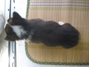 corgi0530_c3 コーギー イギリス 希少カラー 良血統 ブリーダー 子犬販売 オンラインショップ