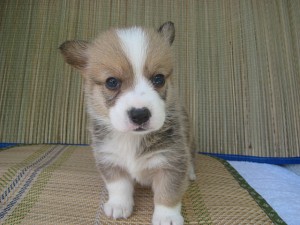 ウェルシュコーギー　R&W　良血統　ブレーズ　ブリーダー　子犬販売専門店