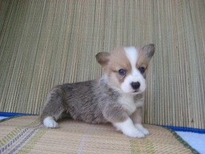 コーギー　Ｐ　イギリス　胴長短足　散歩　運動　ブリーダー　ペットショップ　関東