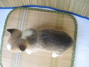 コーギー　ブレーズ　チョンカラー　男の子　ブリーダー　子犬情報　出産　ショップ