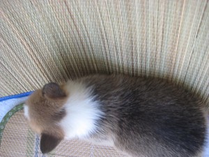 ウェルシュコーギー　ペンブローク　フルカラー　きれい　ペット通販　子犬　誕生