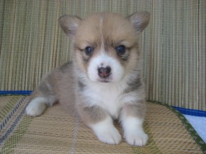 コーギー　ブレーズ　カラー　自慢　うちの子　I　LOVE　Corgi　足短い　追いかける