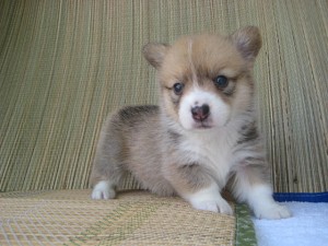 ウェルシュコーギーP　イケメン　ブリーダー　子犬販売　購入　家族　多頭飼い