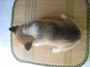 コーギー　仲間　レッド＆ホワイト　親子　兄妹　愛媛県松山市　神奈川県横浜市