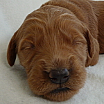 ゴールデンドゥードル　ミックス犬　ハーフ犬　レッド