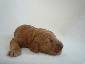 ゴールデンドゥードル　ゴールデンリトリバー　スタンダードプードル　雑種