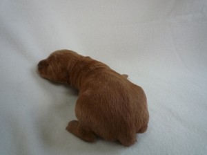 ゴールデンドゥードル　ゴールデンレトリバー　スタンダードプードル　大型犬　ミックス