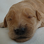 ゴールデンドゥードル　ゴールデンレトリバー　スタンダードプードル　ミックス犬