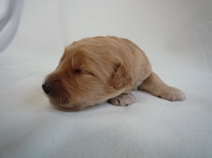 ゴールデンドゥードル　ゴールデンリトリバー　スタンダードプードル　ハーフ犬