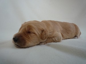 ゴールデンドゥードル　ゴールデンレトリバー　スタンダードプードル　雑種　子犬　ブリーダー