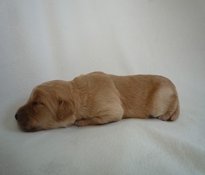 ゴールデンドゥードル　ゴールデンレトリバー　スタンダードプードル　ブリーダー　出産