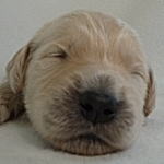 ゴールデンドゥードル　ゴールデンレトリバー　スタンダードプードル　MIX犬