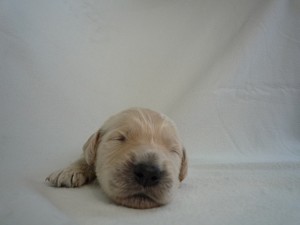 ゴールデンドゥードル　ゴールデンリレトリバー　スタンダードプードル　ハーフ犬　ブリーダー