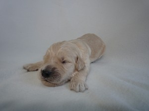 ゴールデンドゥードル　ゴールデンレトリバー　スタンダードプードル　雑種犬　子犬