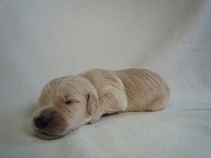 ゴールデンドゥードル　ゴールデンリトリバー　スタンダードプードル　ブリーダー　出産情報