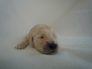 ゴールデンドゥードル　ゴールデンレトリバー　スタンダードプードル　ミックス　こいぬ