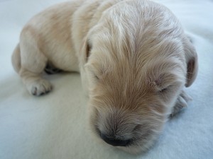 ゴールデンドゥードル　ゴールデンレトリバー　スタンダードプードル　抜け毛・体臭少ない　室内飼い　大型犬