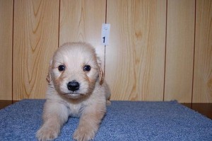 ゴールデンレトリバー　ブリーダー　子犬販売　AngelWan